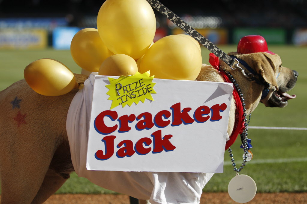 Texas Rangers Photos Pups dressed as Cracker Jacks, poodle dyed blue