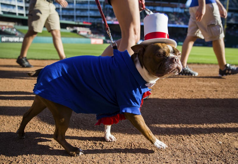Texas Rangers Adorable alert! See the dogs who took over the Rangers