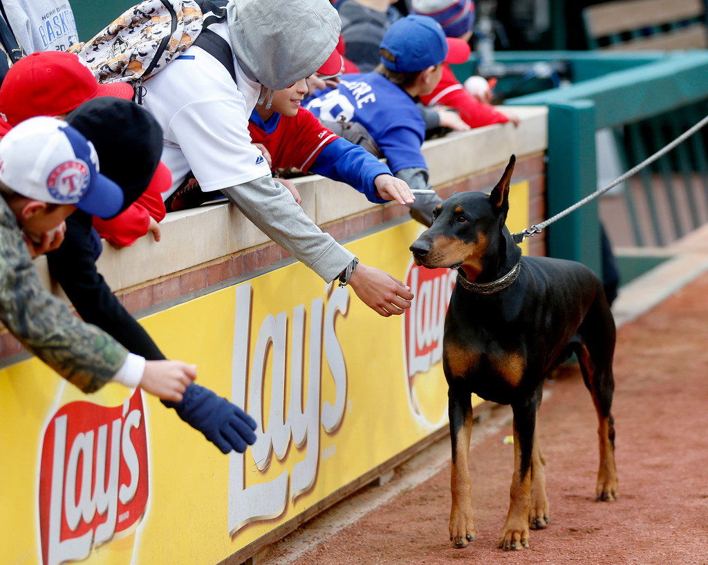 WATCH: Doggos and puppers invade The Globe for Rangers' annual Bark in the  Park