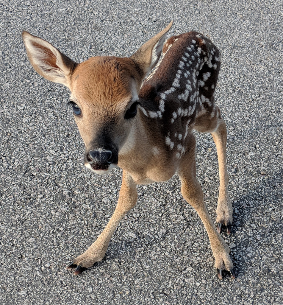 Young of a store deer is called